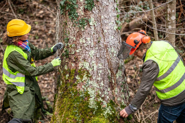 Reliable Lexington, MS Tree Care Solutions